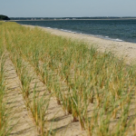 dune grass