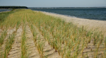 dune grass